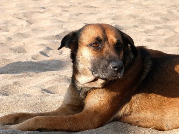 8 Of The Best Dog-Friendly Beaches Around The Country | HuffPost