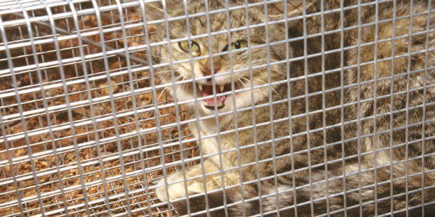 Feral cat, Felis catus, in trap, Wiluna, Western Australia (Photo by: Auscape/UIG via Getty Images)