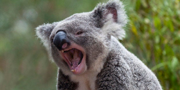 What Does the ___ Say? 11 Unexpected and Unusual Animal Sounds | HuffPost Impact What Does the ___ Say? 11 Unexpected and Unusual Animal Sounds | HuffPost Impact