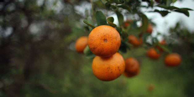 FORT PIERCE, FL - MAY 13: Oranges are seen in a tree as the citrus industry tries to find a cure for the disease 'citrus greening' that is caused by the Asian citrus psyllid, an insect, that carries the bacterium, 'citrus greening' or huanglongbing, from tree to tree on May 13, 2013 in Fort Pierce, Florida. There is no known cure for the disease that forms when the insect deposits the bacterium on citrus trees causing the leaves on the tree to turn yellow the roots to decay and bitter fruits fall off the dying branches prematurely. Steps continue to be taken to try and combat the disease but none have stopped the attack on the citrus business as it spreads from Florida to other citrus producing states. (Photo by Joe Raedle/Getty Images)