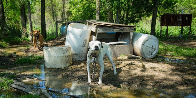 is dog fighting legal in montana