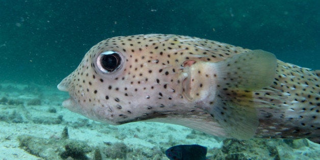 This is Porky the Puffer Fish, well known to the dive instructors off Ko Haa, since he comes to investigate them all - Ko Lanta, November 2010