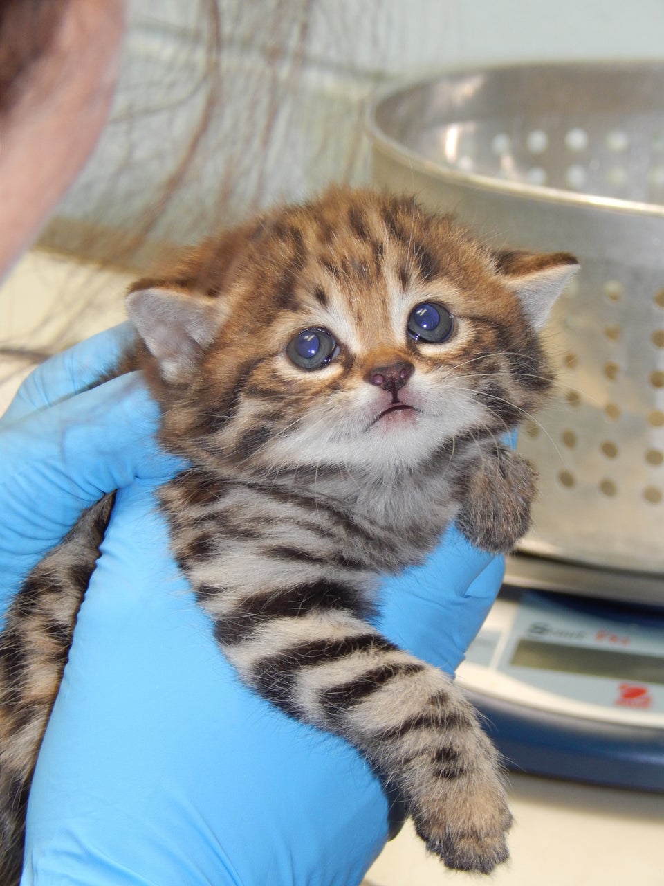 Ferocious! Black-footed Kittens at Cleveland Metroparks Zoo - ZooBorns