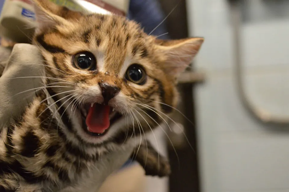 Black-footed Cat Kittens! - ZooBorns