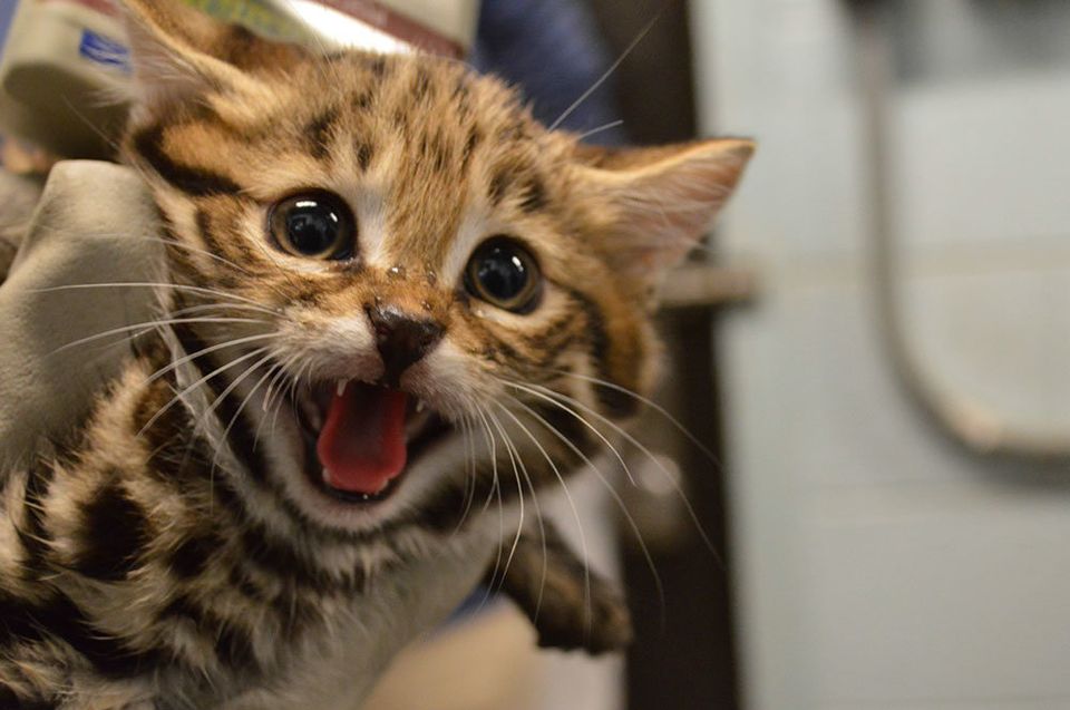 Philadelphia Zoo visitors 'paws' to gush over Black-footed Cat kittens 