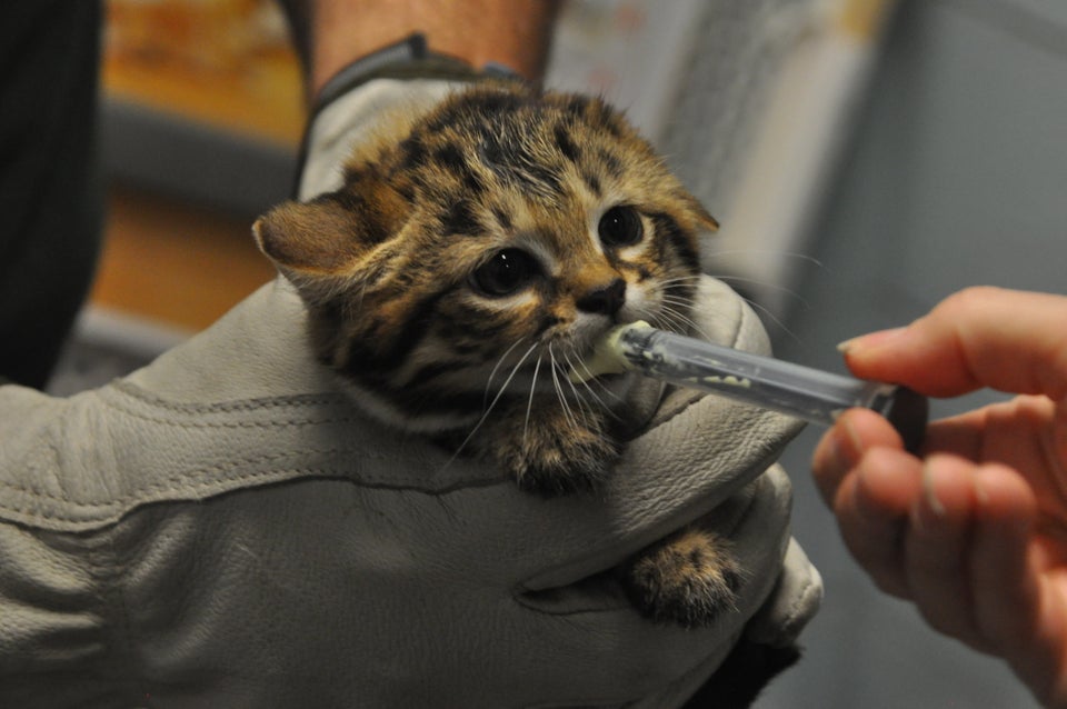 Philadelphia Zoo visitors 'paws' to gush over Black-footed Cat kittens 