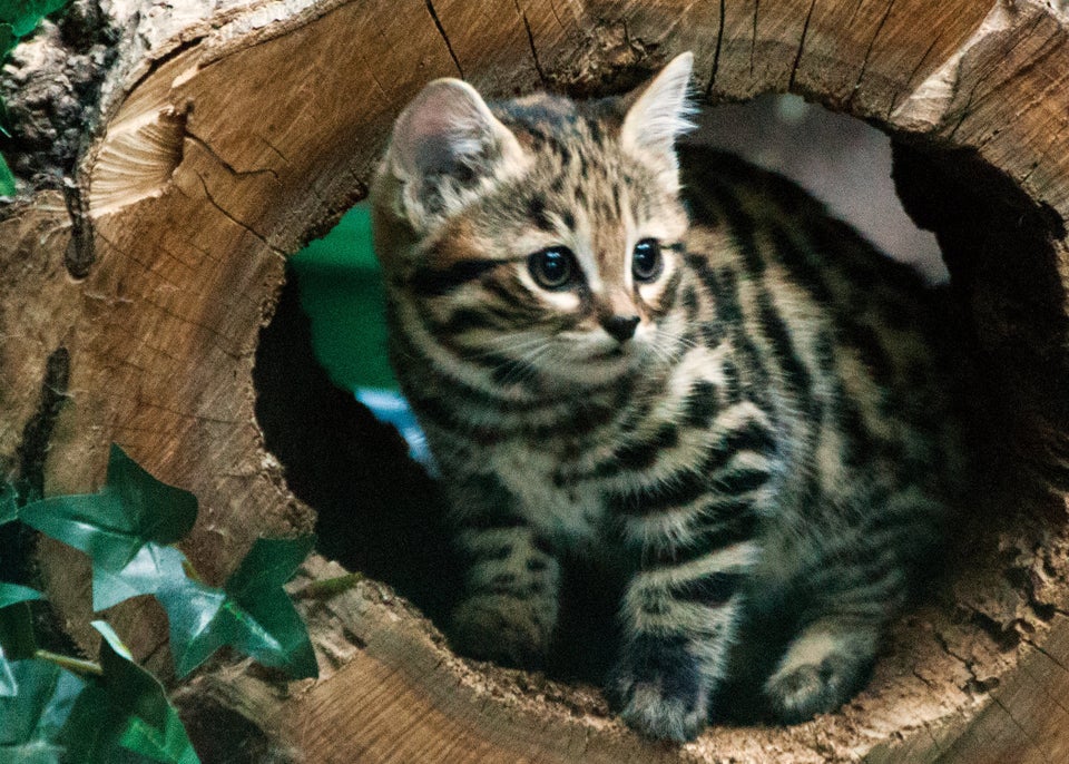 Philadelphia Zoo visitors 'paws' to gush over Black-footed Cat kittens 