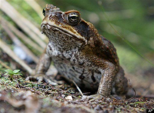 Australia's Cane Toad Invasion Could Be Solved With Sausage | HuffPost ...