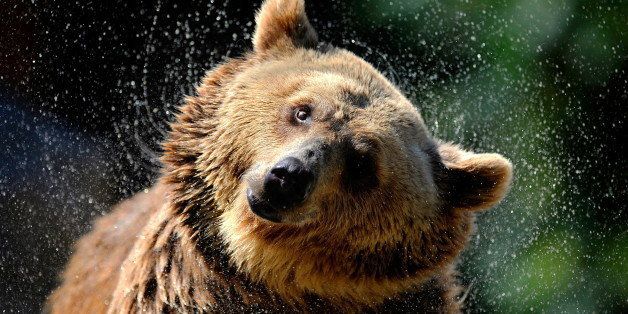 A grizzly bear comes out of the water at Madrid's zoo on July 7, 2010 on a hot summer day. AFP PHOTO/DANI POZO (Photo credit should read DANI POZO/AFP/Getty Images)