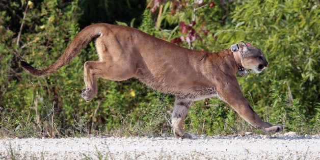 WEST PALM BEACH, FL - APRIL 03: A 2-year-old Florida panther is released into the wild by the Florida Fish and Wildlife Conservation Commission (FWC) on April 3, 2013 in West Palm Beach, Florida. The panther and its sister had been raised at the White Oak Conservation Center since they were 5 months old. The FWC rescued the two panthers as kittens in September 2011 in northern Collier County after their mother was found dead. The panther is healthy and has grown to a size that should prepare him for life in the wild. (Photo by Joe Raedle/Getty Images)