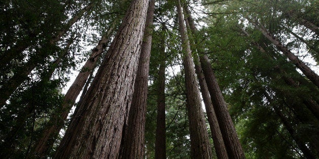 MILL VALLEY, CA - AUGUST 20: Coastal Redwood trees stand at Muir Woods National Monument on August 20, 2013 in Mill Valley, California. A four-year study by the Save the Redwoods League called 'the Redwoods and Climate Change Initiative' found that due to changing environmental conditions, California's coast redwoods and giant sequoias are experiencing an unprecedented growth surge and have produced more wood over the past century than any other time in their lives. (Photo by Justin Sullivan/Getty Images)