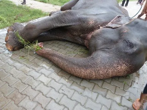 Raju The Elephant Cries After Being Rescued Following 50 Years Of Abuse,  Chains | HuffPost Impact