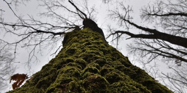 Moss covers an oak tree at Comana forest south from Bucharest January 24, 2014. According to official figures, illegal logging screened doubled since 2007, rising to 331,497 cubic meters in 2012 from a total volume of wood harvested of 19 million m3. The new forests code, which must still be passed by the House of Deputies provides stricter controls , heavy fines for illegal logging and the requirement for small landowners to keep their forests. Currently 500,000 hectares of private forests are not monitored. But measures to eradicate this scourge have been adopted - particularly for timber tracking - and tightened sanctions. In addition to fines the new Penal Code provides prison sentences of up to five years. AFP PHOTO DANIEL MIHAILESCU (Photo credit should read DANIEL MIHAILESCU/AFP/Getty Images)