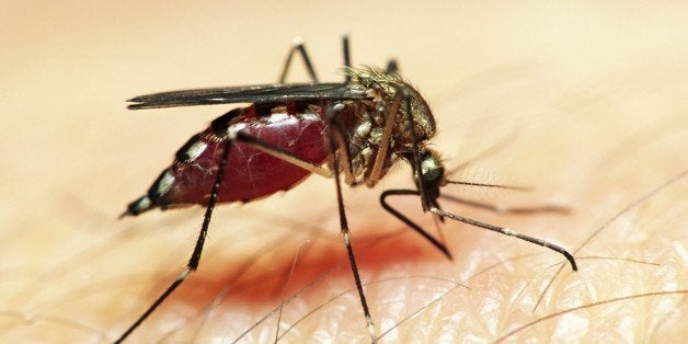 The Lowdown On Chikungunya, The Mosquito-Transmitted Virus You Should ...