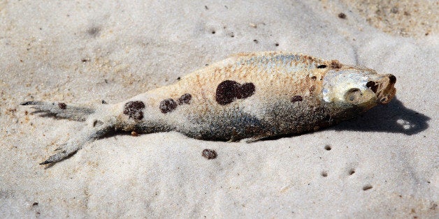 ORANGE BEACH, AL- JUNE 27: A dead fish laying on the sand is seen with oil residue on it from the Deepwater Horizon oil spill in the Gulf of Mexico on June 27, 2010 in Orange Beach, Alabama. Millions of gallons of oil have spilled into the Gulf since the April 20 explosion on the drilling platform. (Photo by Joe Raedle/Getty Images)