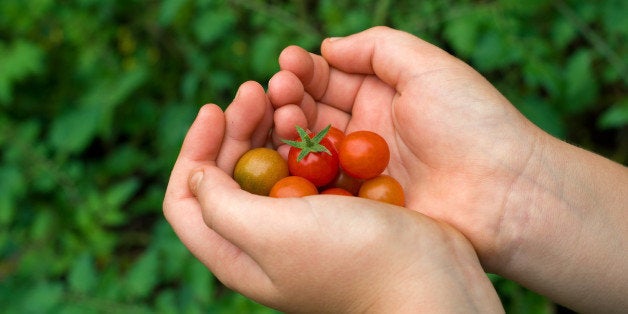 young boy hand holding organic...