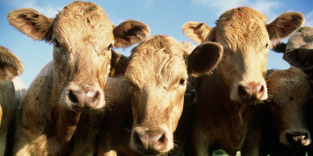 Study: To Cut Down On Environmental Impact, Eat Less