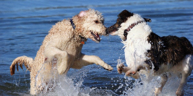 HUNTINGTON, NY - APRIL 21: Two dogs, a Golden Doodle and a Border Collie mix play in the water on the north shore of Long Is