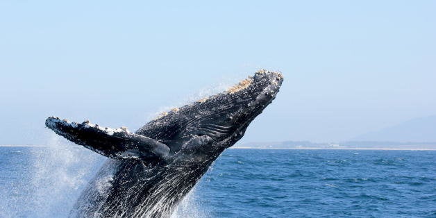 Humpback whale breaching in Monterey Bay, near Moss Landing.