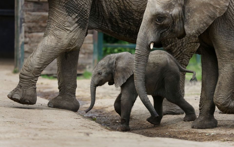 Baby Elephant Takes A Tumble; Grown-Ups Rush To Its Aid | HuffPost Impact