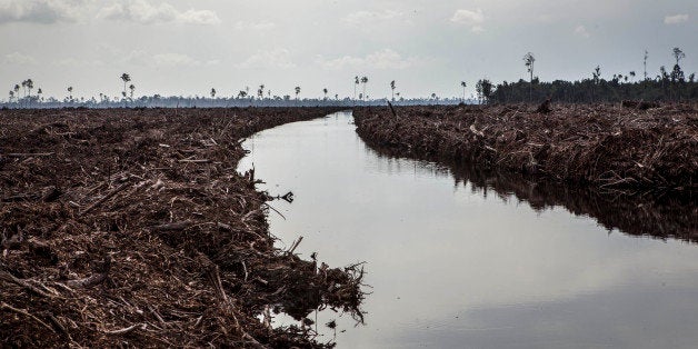 PEKANBARU, SUMATRA, INDONESIA - JULY 11: A view of land clearing and drainage of peat natural forest located on the concession of PT RAPP (Riau Andalan Pulp and Paper), a subsidiary of APRIL group which is being developed for a pulp and paper plantation at Pulau Padang, Kepulauan Meranti district on July 11, 2014 in Riau province, Sumatra, Indonesia. The Nature Climate Change journal has reported that Indonesia lost 840,000 hectares of natural forest in 2012 compared to 460,000 hectares in Brazil despite their forest being a quarter of the size of the Amazon rainforest. According to Greenpeace, the destruction of forests is driven by the expansion of palm oil and pulp & paper has increased the greenhouse gas emissions, pushing animals such as sumatran tigers to the brink of extinction, and local communities to lose their source of life. (Photo by Ulet Ifansasti/Getty Images)