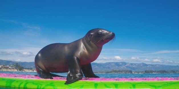 Surfing sea deals lions