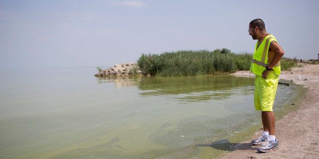 TOLEDO, OHIO - AUGUST 4: Horacio Romero of Toledo, Ohio looks at algae in Lake Erie at Maumee Bay State Park August 4, 2014 in Oregon, Ohio. Toledo, Ohio area residents were once again able to drink tap water after a two day ban due to algae related toxins. (Photo by Aaron P. Bernstein/Getty Images)