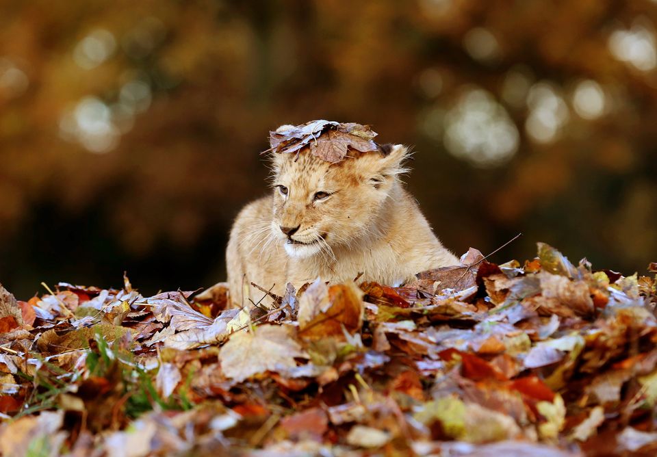 Karis The Lion Cub Loves Playing In The Leaves