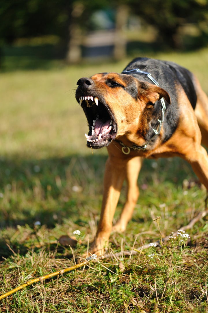 angry dog with bared teeth