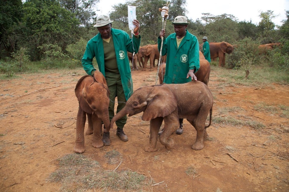 More Than 30,000 Elephants Are Killed Every Year. These Are The People