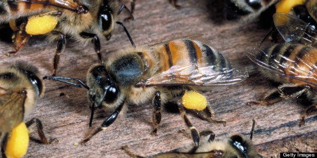 Killer Bees May Do More Saving Than Killing Huffpost