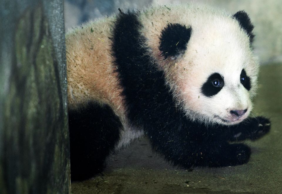 24. Bao Bao, the Giant Panda cub is seen by the media for the first time Ja...