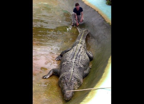 Crocodiles are making a comeback in Florida: What to know about them