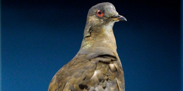 HOLD for Seth Bornenstein story-- Scientists prepare Martha, an extinct passenger pigeon, once the most plentiful bird on the planet, who went extinct in September 1914 when Martha died in public at the Cincinnati zoo, at the Smithsonian's Natural history Museum in Washington, Monday, June 16, 2014. (AP Photo/Susan Walsh)