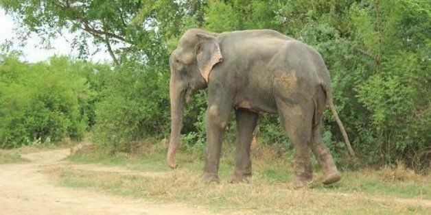 Raju The Crying Elephant May Be Forced Back To A Life In Chains | HuffPost  Impact