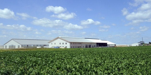 A picture shows a general view of the so-called One-Thousand-Cows-Farm ('La Ferme des Mille Vaches'), a vast industrial farming complex under development in Abbeville, northern France, on June 20, 2014. 5 members of the 'Confederation Paysanne' union (Farmers Confederation) have been arrested on May 28, 2014 after they tried to symbolically dismantle parts of the building to protest against what they call a 'farm-factory' project. AFP PHOTO / FRANCOIS LO PRESTI (Photo credit should read FRANCOIS LO PRESTI/AFP/Getty Images)