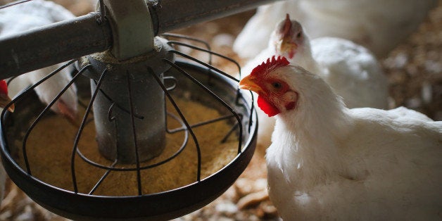 OSAGE, IA - AUGUST 09: Chickens gather around a feeder at a farm on August 9, 2014 in Osage, Iowa. In retaliation for sanctions imposed on them, Russia announced a ban on food imports from the United States and other nations.Those sanctions had been imposed due to Russia's support of separatists in Eastern Ukraine. The ban will last for a year and targets meat, fish, fruit, vegetable and milk products. The poultry industry in the United States, which exported over $300 million worth of food to Russia in 2013, is expected to be hit the hardest. (Photo by Scott Olson/Getty Images)