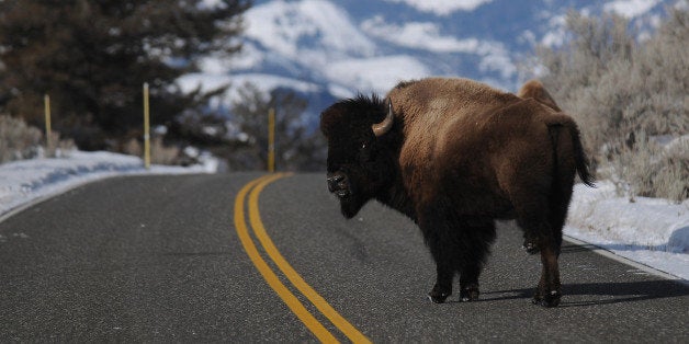 YELLOWSTONE NATIONAL PARK, MT - MARCH 5:A bison looks back as it crosses the road near Lamar Valley in Yellowstone National Park.(Photo by Erik Petersen/For The Washington Post via Getty Images)