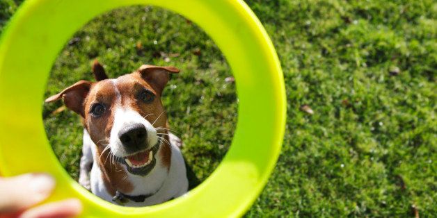 Do You Know Your Dog's Emotional IQ? | HuffPost