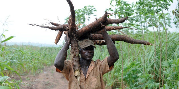 TO GO WITH AFP STORY BY Sophie MONGALVY -- A farmer carries a bunch of cassava roots in Oshogbo, Osun State on August 26, 2010. The International Institute of Tropical Agriculture (IITA) is helping to encourage, promote, and expand agribusiness development in the cassava subsector in Nigeria to expose the virtues of a new strain of cassava: it yields 30% more than usual and resistant to disease. AFP PHOTO/PIUS UTOMI EKPEI (Photo credit should read PIUS UTOMI EKPEI/AFP/Getty Images)