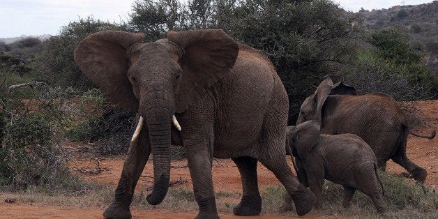 TO GO WITH AFP STORY BY AYMERIC VINCENOT Juveniles from a family of Elephants react as a vehicle approaches on August 6, 2014 at the Ol Jogi rhino sanctuary, in the Laikipia county, approximately 300 kilometres north of the Kenyan capital, Nairobi. With camouflage uniforms, assault rifles, night vision goggles, thermal imaging devices and radios, wildlife rangers in Kenya's Ol Jogi rhino sanctuary prepare for night patrol in the 'war' against poaching. Kenya continues to lose precious wild animals with poachers having killed 26 rhinos and 111 elephants so far this year. Last year, 59 rhinos and 389 elephants were slain. AFP PHOTO / TONY KARUMBA (Photo credit should read TONY KARUMBA/AFP/Getty Images)