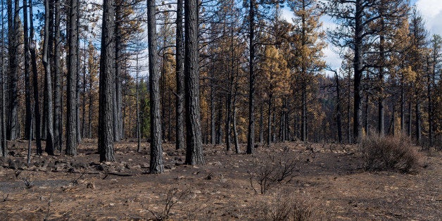 WEED, CA - SEPTEMBER 27: Evidence of a forest fire near Weed is viewed along Highway 97 on September 27, 2014, in Weed, California. With 2013 the driest year in recorded history, and reservoir levels continuing to drop, Governor Jerry 'Edmund' Brown has declared a water 'State of Emergency' for all of California. (Photo by George Rose/Getty Images)