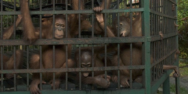 Designed to house 40 animals a decade ago, the Orangutan Care Center is now home to 325, many of them forced from their jungle homes by deforestation. (Photo by Tom Knudson/Sacramento Bee/MCT via Getty Images)