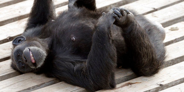 IMAGE DISTRIBUTED FOR THE HUMANE SOCIETY OF THE UNITED STATES AND CHIMP HAVEN - In this image released on Monday, Aug. 25, 2014, Star enjoys a moment in the La. sun. A large wooden structure in her habitat allows the chimps a chance to climb, to bask in the sun and to catch a glimpse at what's going on in neighboring habitats. Since early 2013, 110 chimpanzees have been retired to Chimp Haven sanctuary in Keithville, La. from the New Iberia Research Center in Lafayette, La. That's the largest group of government-owned chimps ever sent to sanctuary. To see more scenes of their retirement, visit humanesociety.org/chimpsanctuary. (Brandon Wade/AP Images for The Humane Society of the United States and Chimp Haven)