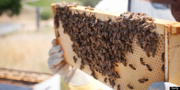 A person is wearing protective gloves and clothing. They are holding up a frame from a man made beehive. The frame is covered in honeybees, honeycombs, and honey.