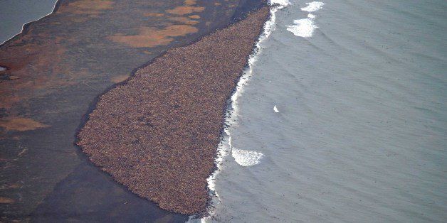In this aerial photo taken on Sept. 27, 2014, and provided by NOAA, some 35,000 walrus gather on shore near Point Lay, Alaska. Pacific walrus looking for places to rest in the absence of sea ice are coming to shore in record numbers on Alaska's northwest coast. The National Oceanic and Atmospheric Administration confirms an estimated 35,000 walrus wer photographed Saturday about 700 miles northwest of Anchorage. The enormous gathering was spotted during NOAA's annual arctic marine mammal aerial survey. (AP Photo/NOAA, Corey Accardo)