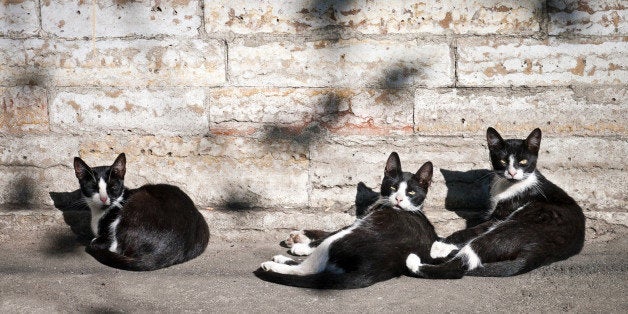 three black and white street...