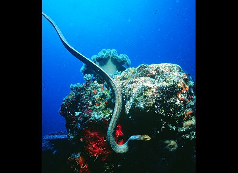 Poisonous Sea Snakes