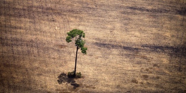 View of a tree in a deforested area in the middle of the Amazon jungle during an overflight by Greenpeace activists over areas of illegal exploitation of timber, as part of the second stage of the 'The Amazon's Silent Crisis' report, in the state of Para, Brazil, on October 14, 2014. According to Greenpeace's report, timber trucks carry at night illegally felled trees to sawmills, which then process them and export the wood as if it was from a legal origin to France, Belgium, Sweden and the Netherlands. AFP PHOTO / Raphael Alves (Photo credit should read RAPHAEL ALVES/AFP/Getty Images)