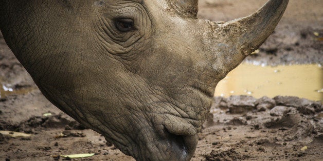 african white rhino in park